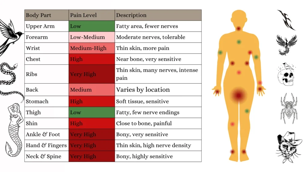 Does Getting a Tattoo Hurt Pain Level by Body Part (With Chart!)