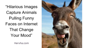 Hilarious Images Capture Animals Pulling Funny Faces on Internet That Change Your Mood